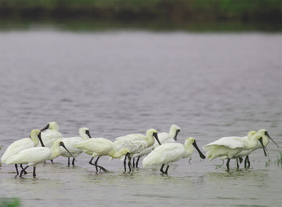 Xuan Thuy National Park Wild Nature Bird Reserve Cuc Phuong