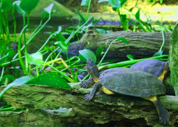 Cuc Phuong Turtle Center