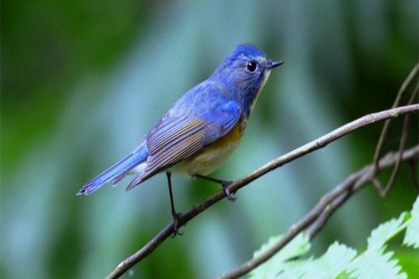ba vi bird tour 11282024