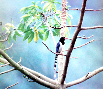 Tam Dao National Park - Bird watching tour