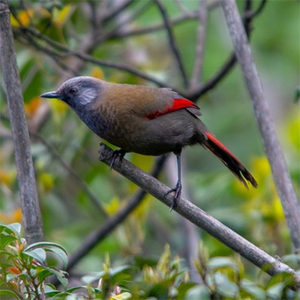 Hoang Lien Red winged Laughingthrush