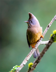 Hoang Lien Stripe throated Yuhina