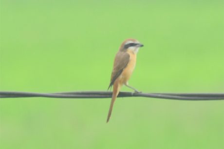 brown shrike hanoi red river