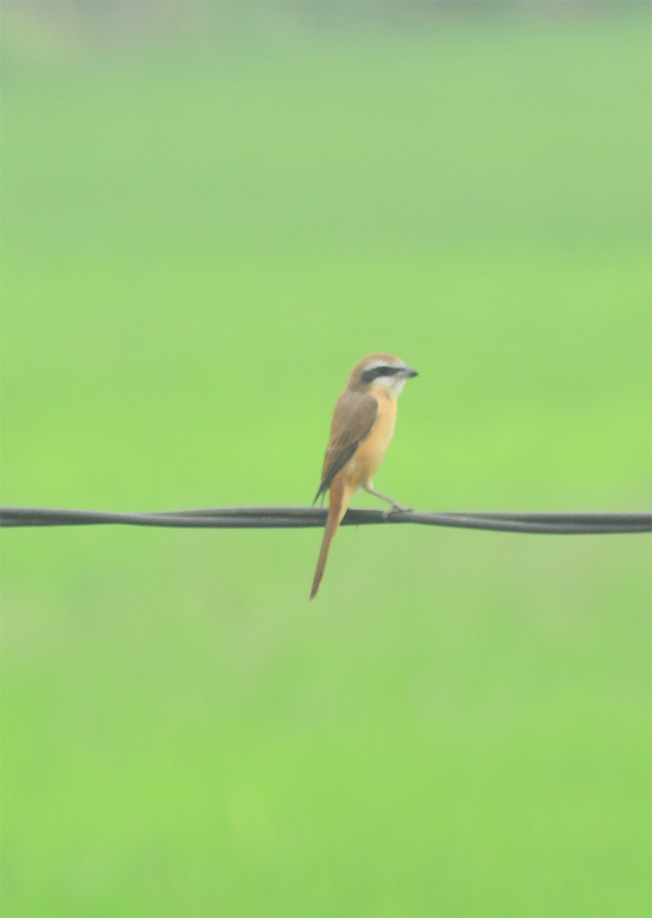 Hanoi Botanical Garden &  Red River Island bird watching tour by motorbike day trip